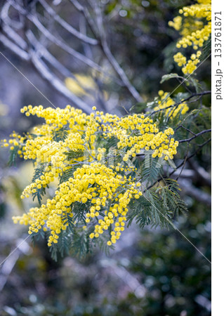 美しいミモザのクローズアップ｜縦位置 133761871
