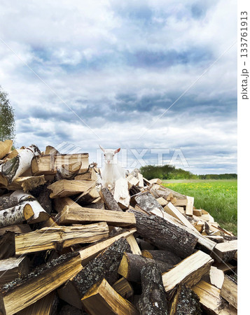 White goat standing on large firewood pile outdoors 133761913