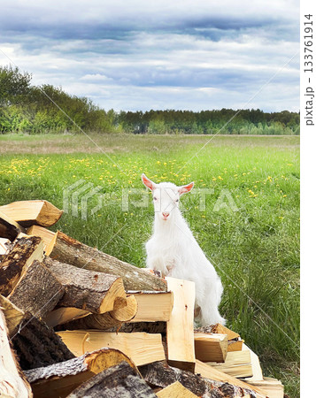 White baby goat standing on woodpile in field 133761914