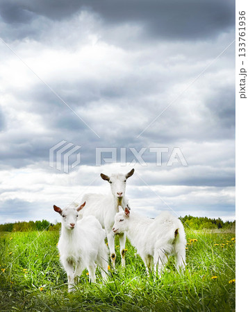 White goat family standing in green pasture White goat family standing in green pasture 133761936