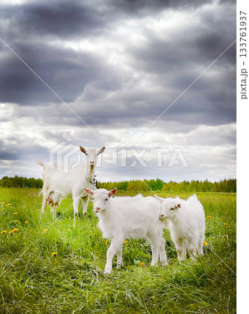 Goats family grazing green field on cloudy day Goats family grazing green field on cloudy day 133761937