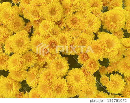 Flower 花 Flower 花 133761972