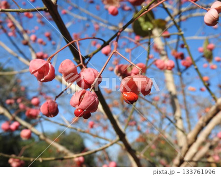 弾けてオレンジ色の種子が露出した「マユミ」の果実 弾けてオレンジ色の種子が露出した「マユミ」の果実 133761996