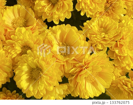 Flower 花 Flower 花 133762075