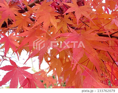 Nature 自然 Nature 自然 133762079