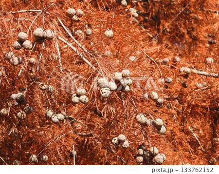 ヌマスギ（落羽松）の実 133762152