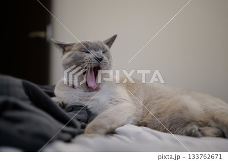 家猫の素材 133762671