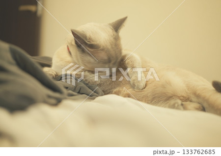 家猫の素材 家猫の素材 133762685