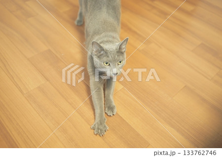 家猫の素材 133762746