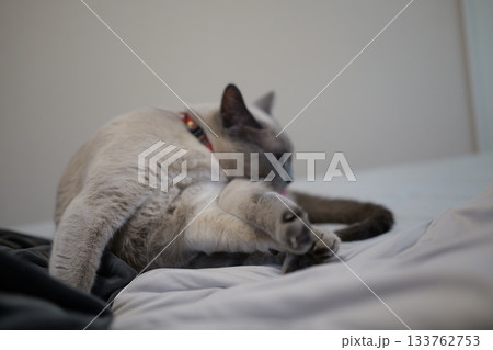 家猫の素材 133762753