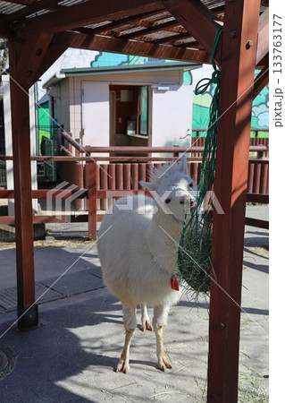 ご飯をついばむラマ 東部動物公園 133763177