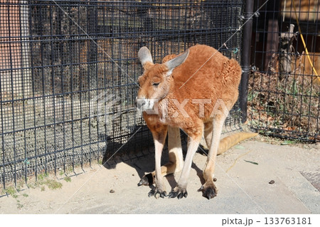 眠そうなカンガルー 東武動物公園 133763181
