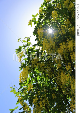 青空を背景に太陽の光芒が輝く黄金色の花のシャワー 133763201
