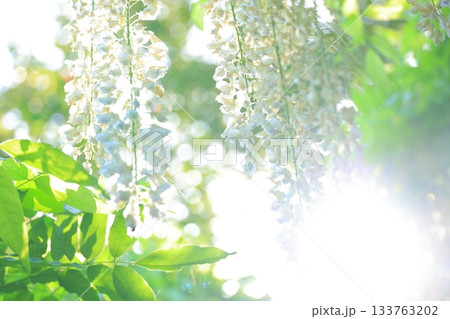 新緑と木漏れ日の中で光をまとう白い藤の花 133763202