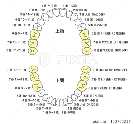 永久歯の名称と生える時期 永久歯の名称と生える時期 133763217