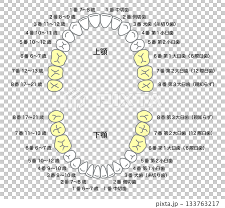 永久歯の名称と生える時期 永久歯の名称と生える時期 133763217