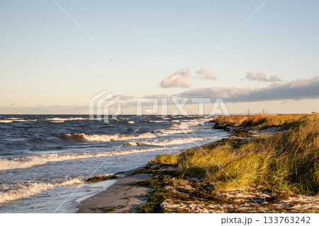 coastal shoreline of Baltic sea with dry grass and seaweed at sunset coastal shoreline of Baltic sea with dry grass and seaweed at sunset 133763242