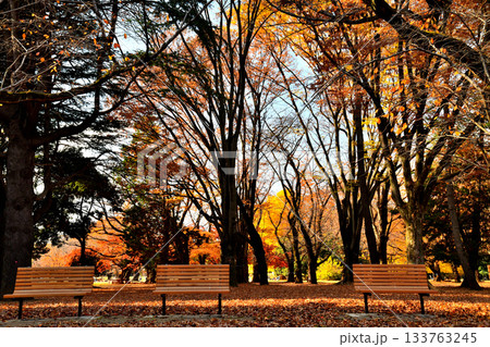 都立 光が丘公園(東京都練馬区)【2025.11】 133763245