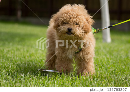 A white puppy with curly hair resting on the grass A white puppy with curly hair resting on the grass 133763297