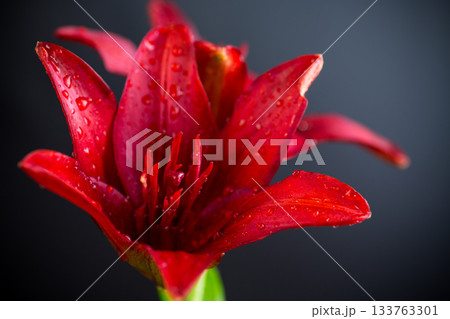 Lush red lilies with black background without shadows Lush red lilies with black background without shadows 133763301