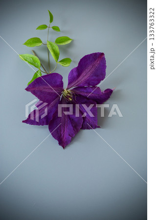 Close-up of purple clematis on light background 133763322