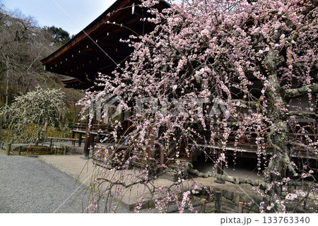 天龍寺 多宝殿の枝垂梅 天龍寺 多宝殿の枝垂梅 133763340