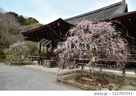 天龍寺　多宝殿の枝垂梅 133763341