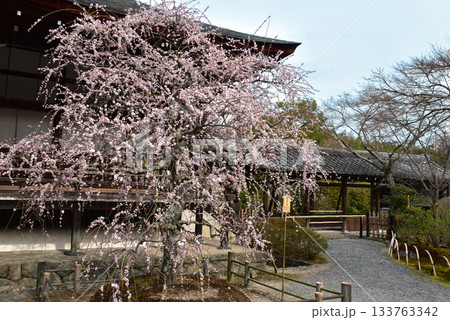 天龍寺　多宝殿の枝垂梅 133763342