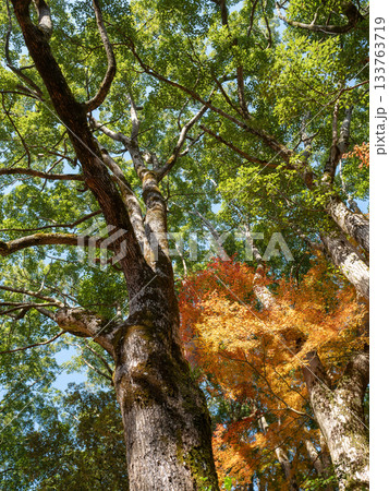 麓城跡の紅葉、天に聳える紅葉した木 麓城跡の紅葉、天に聳える紅葉した木 133763719