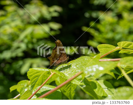 シータテハ シータテハ 133763760