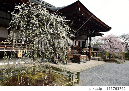 天龍寺　多宝殿の枝垂梅 133763762