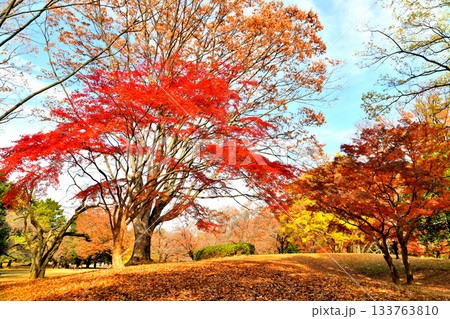 都立 光が丘公園(東京都練馬区)【2025.11】 133763810