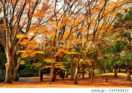 都立 光が丘公園(東京都練馬区)【2025.11】 133763813