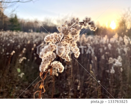 夕暮れの野原に広がる白い綿毛の景色 133763825
