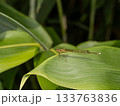 モノサシトンボ 133763836