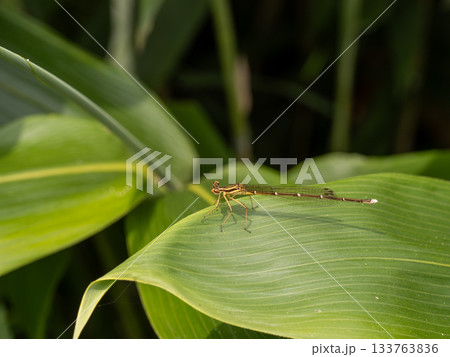 モノサシトンボ 133763836