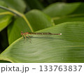 モノサシトンボ 133763837