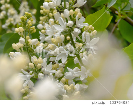 Fragrant white lilac blossoms. Syringa vulgaris Fragrant white lilac blossoms. Syringa vulgaris 133764084