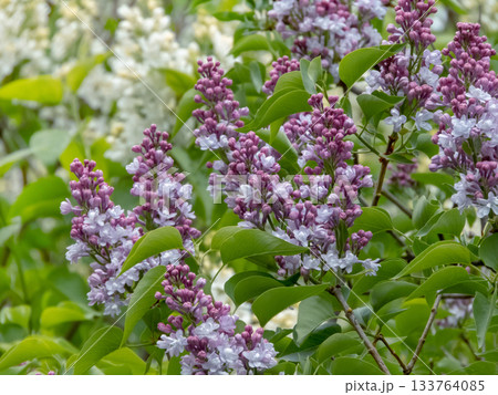 Double white lilac flowers with blue-pink tint Double white lilac flowers with blue-pink tint 133764085