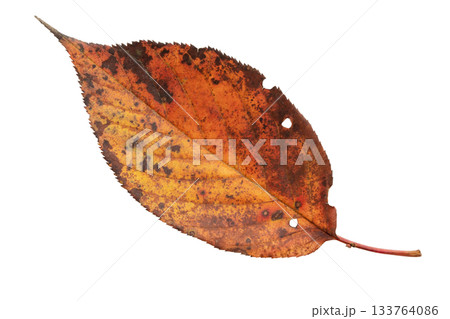 Dry red leaf with black spots isolated on white Dry red leaf with black spots isolated on white 133764086
