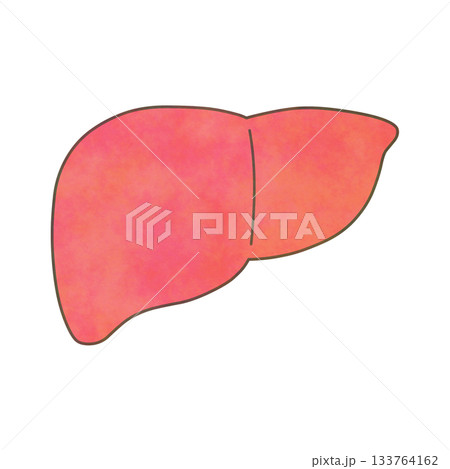 水彩タッチの肝臓イラスト 133764162