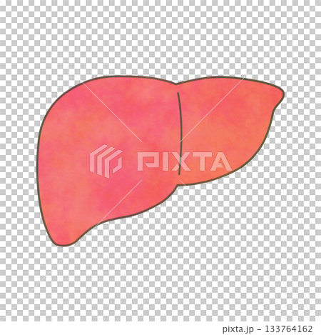 水彩タッチの肝臓イラスト 133764162