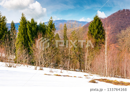mountain landscape with mixed forest on snow covered slope. blue sky with clouds. uzhanian national park in early spring. countryside scenery of ukraine on a sunny day. naked trees 133764168
