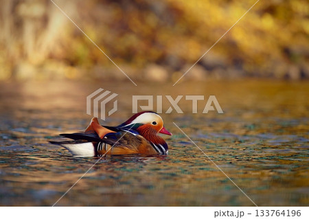 A colourful male mandarin duck. Aix galericulata A colourful male mandarin duck. Aix galericulata 133764196