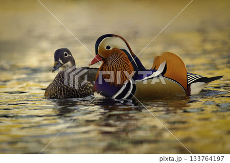 A colourful male mandarin duck. Aix galericulata A colourful male mandarin duck. Aix galericulata 133764197