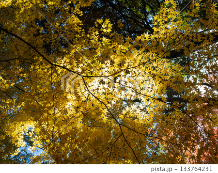 麓城跡の紅葉、光の演芸 133764231