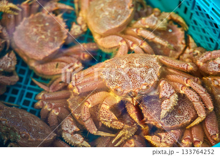 水槽の中の活毛がに 133764252