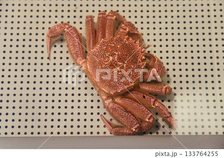 水槽の中の活毛がに 水槽の中の活毛がに 133764255