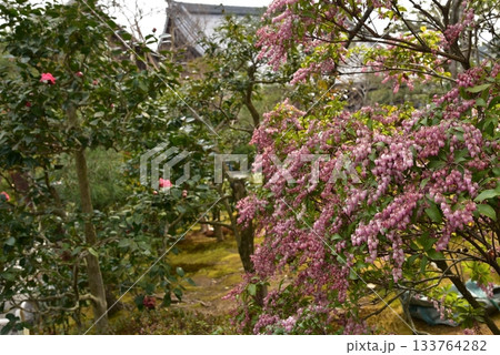 馬酔木の花 133764282