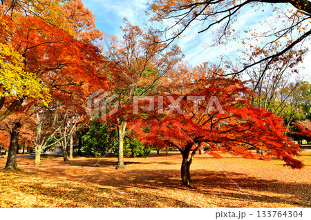 都立 光が丘公園(東京都練馬区)【2025.11】 133764304
